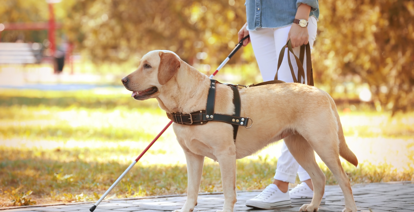 Assistance hotsell dog collar